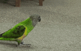 欣赏完各类海族压轴好戏鹦鹉秀就登场啦智慧担当的小搞怪鹦鹉们凭借"