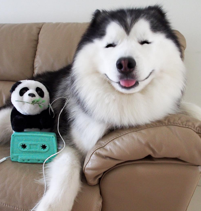 笑脸阿拉斯加犬,脸似熊猫,看了直想伸进屏幕撸一把!