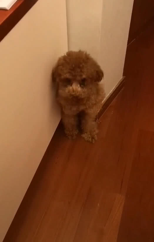泰迪罚站在墙角,主人过来查看,接着画面令网友笑喷,汪:我错了
