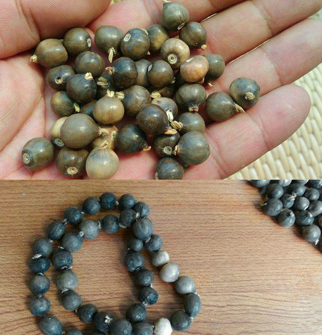 尿珠子——学名:来尿珠( 翡翠珠),幼嫩的果实是绿色的,柔软的表皮用