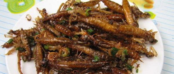 火遍大街小巷的炸蝗虫真的能吃吗?