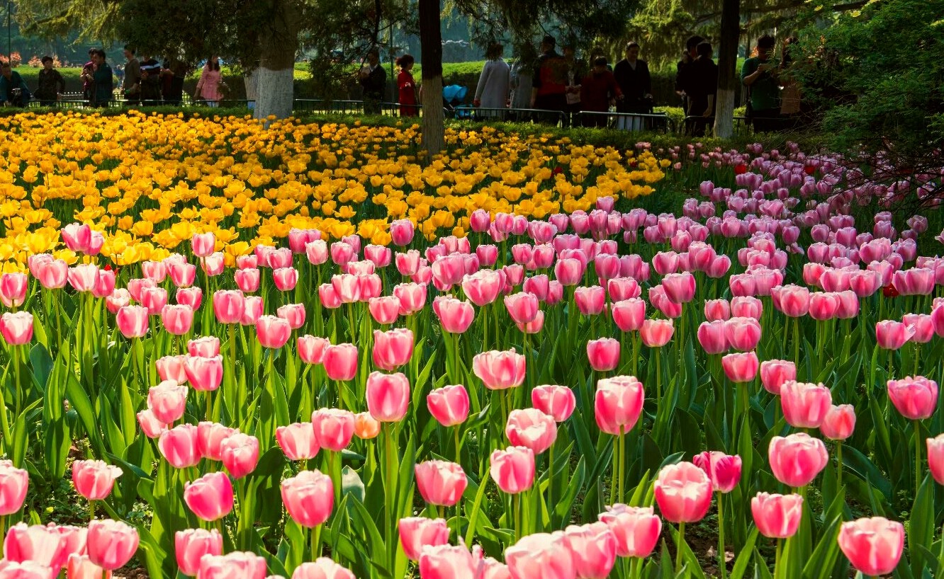 西安兴庆公园郁金香花海