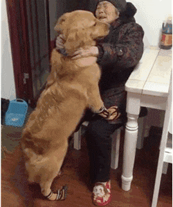 有一种热情叫金毛!