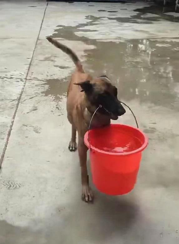 狗狗帮主人提水,一桶水装满,猛狗分分钟挑着跑
