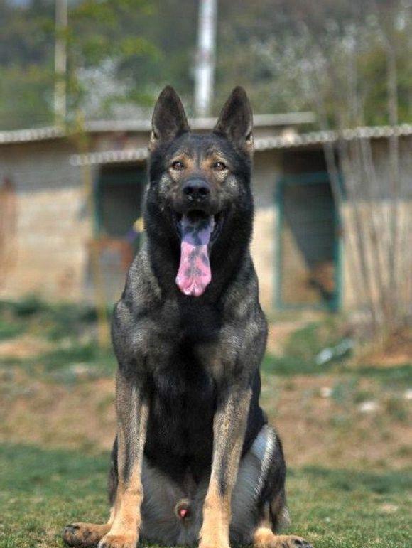 优秀威猛的昆明犬是我国的本土犬种吗答案让人很骄傲