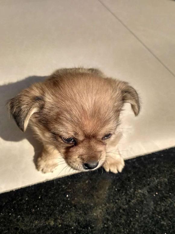 流浪小奶狗在寒风中缩成一团,抱回家狗狗总是一副小心翼翼的样子