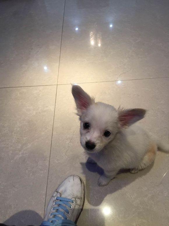 女孩抱怨刚买的柯基有点串,朋友看后好心提醒:这貌似是吉娃娃!