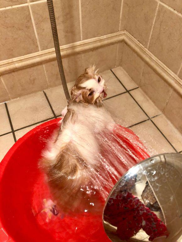 一宠主给高地折耳猫洗澡