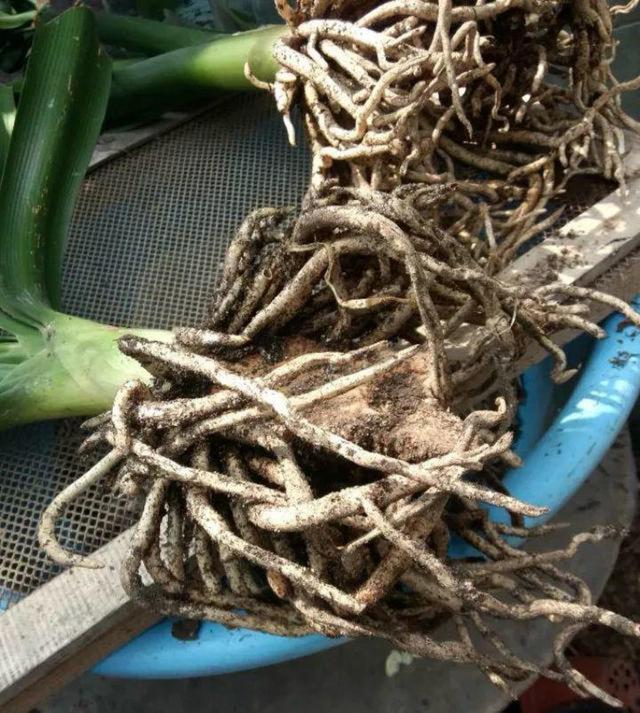 6种易“爆根”植物,2年不换盆根就长成这样,趁还没入冬赶紧补救