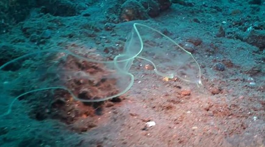 全透明的柳叶?这种神奇的动物你可以透过它的身体看到别的东西