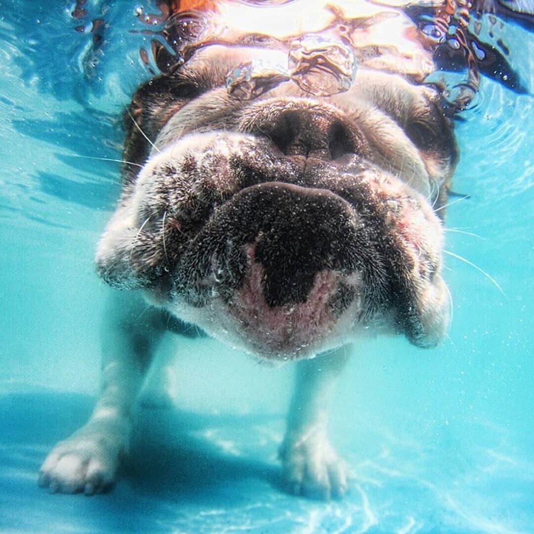 水下的狗狗 | seth casteel