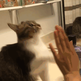 280_280gif 动态图 动图