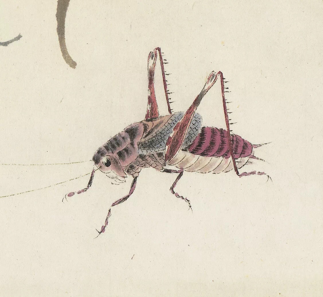 *虫草欣赏 67 齐白石