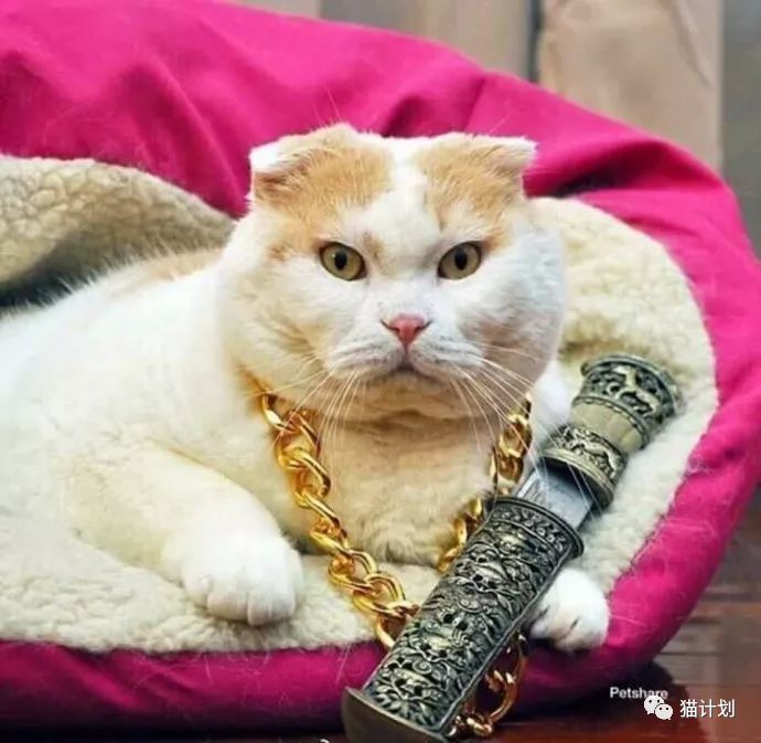 太社会了!这几只喵星人,一看就是道儿上混过的!