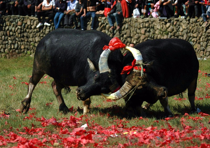 贵州从江万人争睹牛王争霸 场景震撼|斗牛|牛|从江县_新浪新闻
