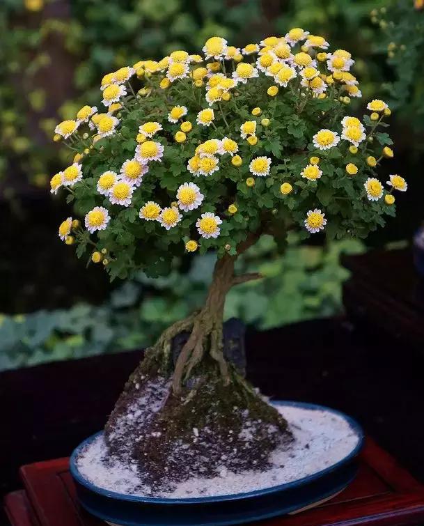 过年了,弄了些盆栽给你们养养眼|盆栽|过年|亲朋好友_新浪新闻