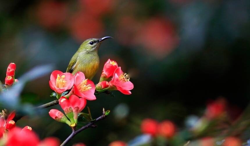 春眠不觉晓处处闻啼鸟早上好