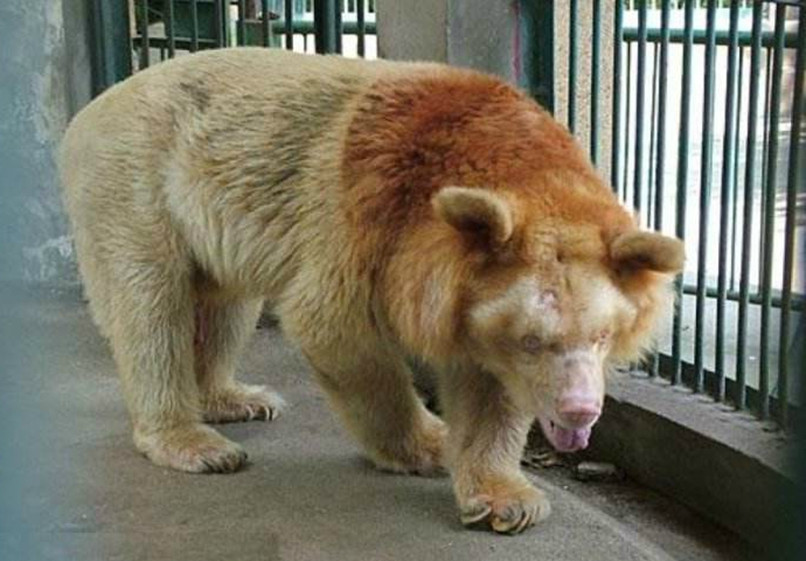 世上最罕见的4大变异动物,图1美得不可方物,图4全球仅此一只|座头鲸|