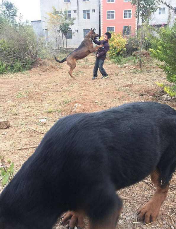 狼狗突然扑向小孩你绝对不知道的秘密