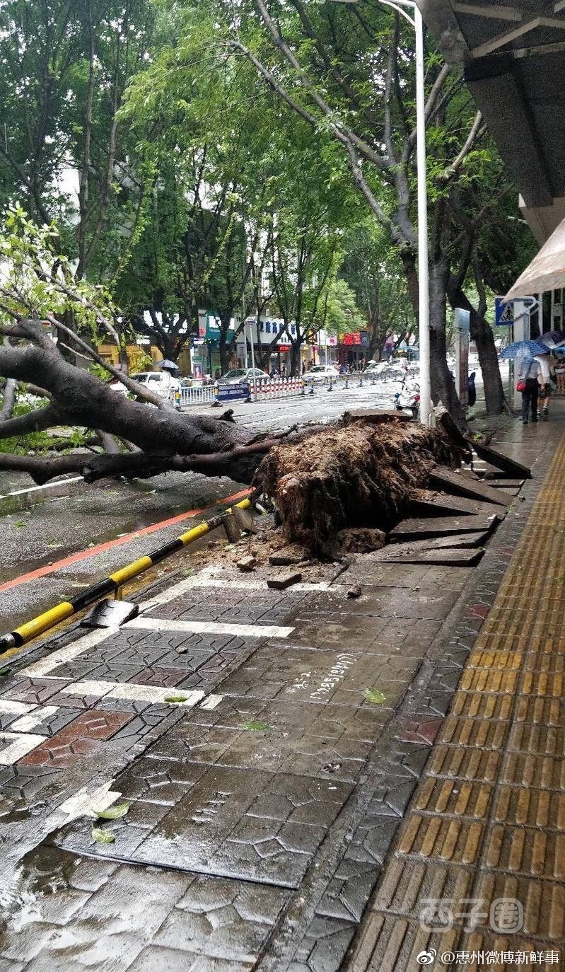 惠州南坛一大树突然倒塌 造成交通堵塞
