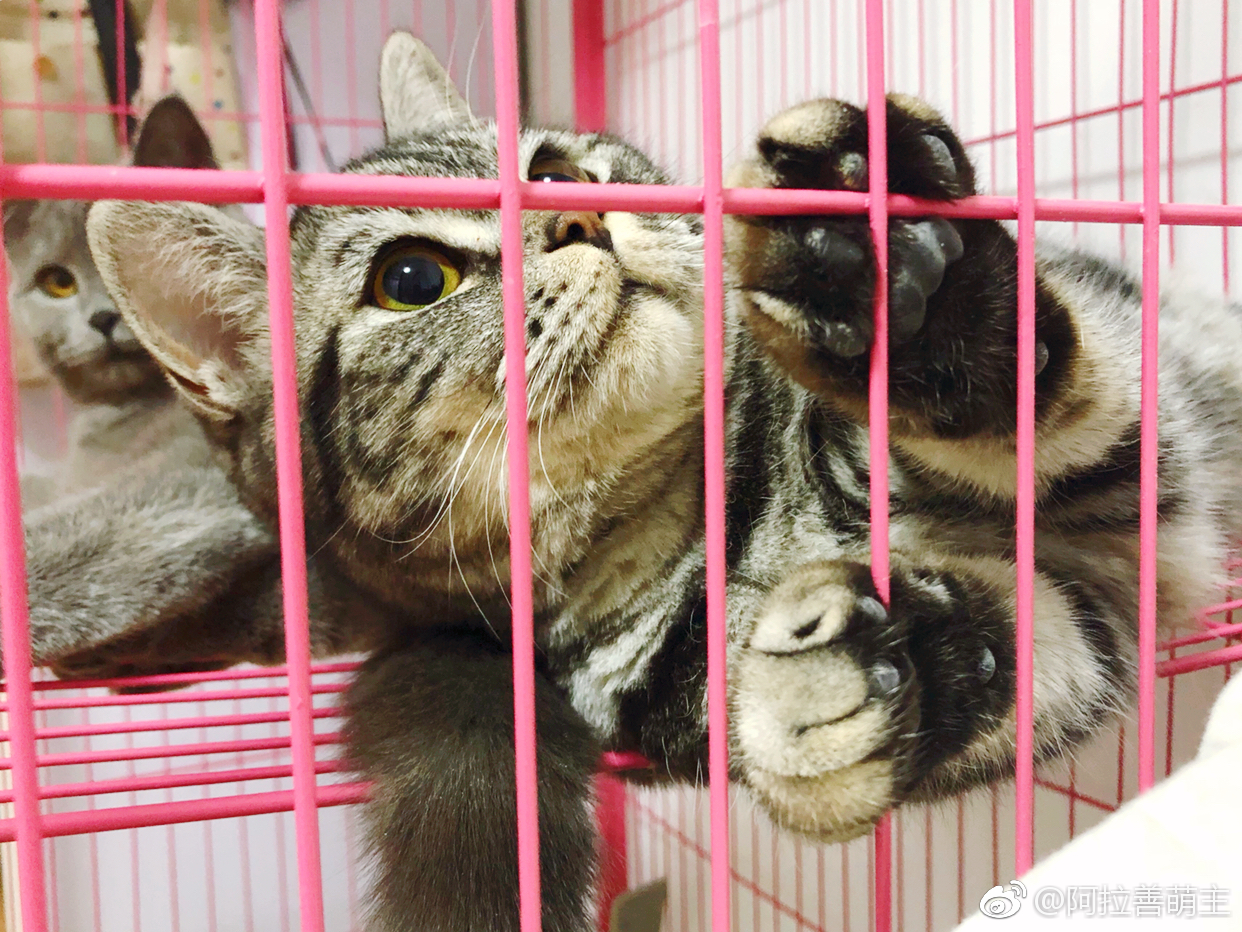 五月猫调皮被笼子实力上演铁窗泪
