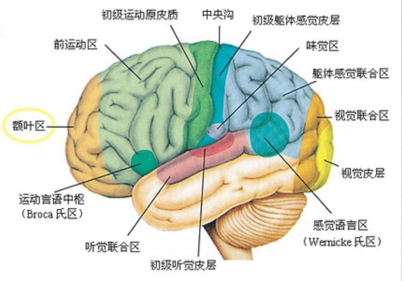 大脑功能分区图图片