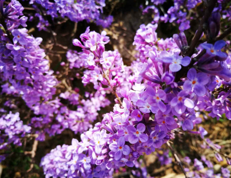 春天因为花儿暴露自己的中药材你值得收藏