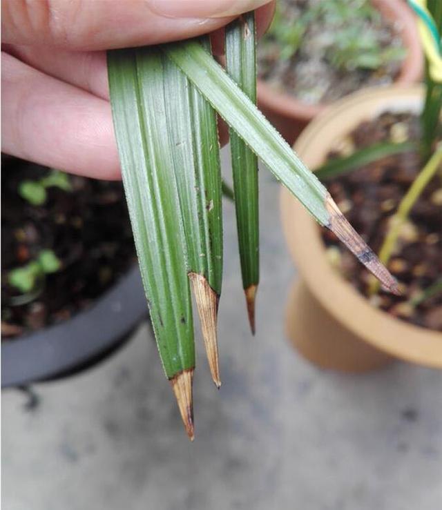 兰花叶子发黄发黑的原因和防治方法|兰花|病害|基部_新浪新闻