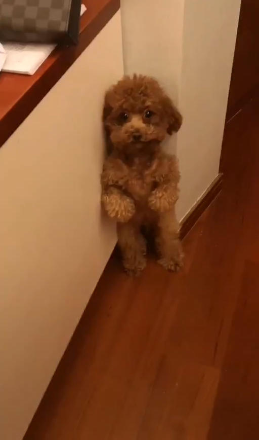 泰迪罚站在墙角,主人过来查看,接着画面令网友笑喷,汪:我错了