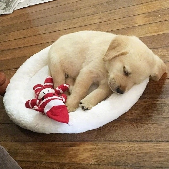 拉布拉多小时候简直萌出水了