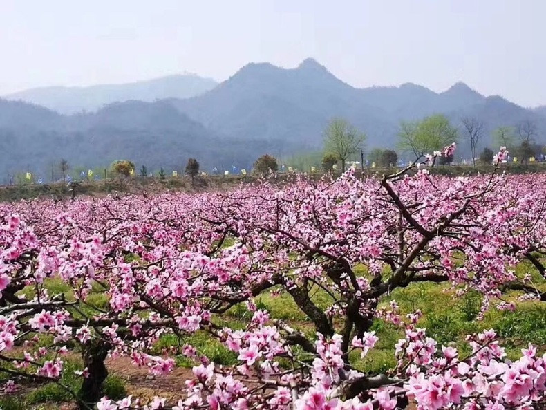 [桃花]3月24日天台山第七届桃花节邀您共赏"十里桃花"
