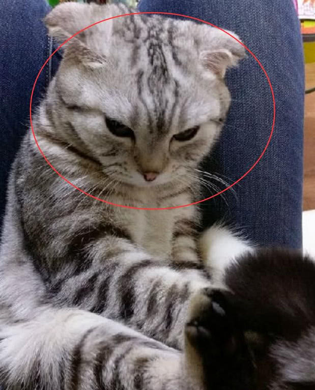 喵星人把铲屎官光盘弄坏了,主动去面壁思过,看着实在好心疼!