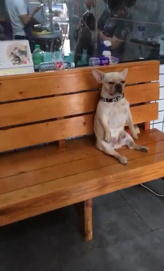 到宠物医院后,狗狗像人一样坐板凳上,了解原因后,主人哭笑不得
