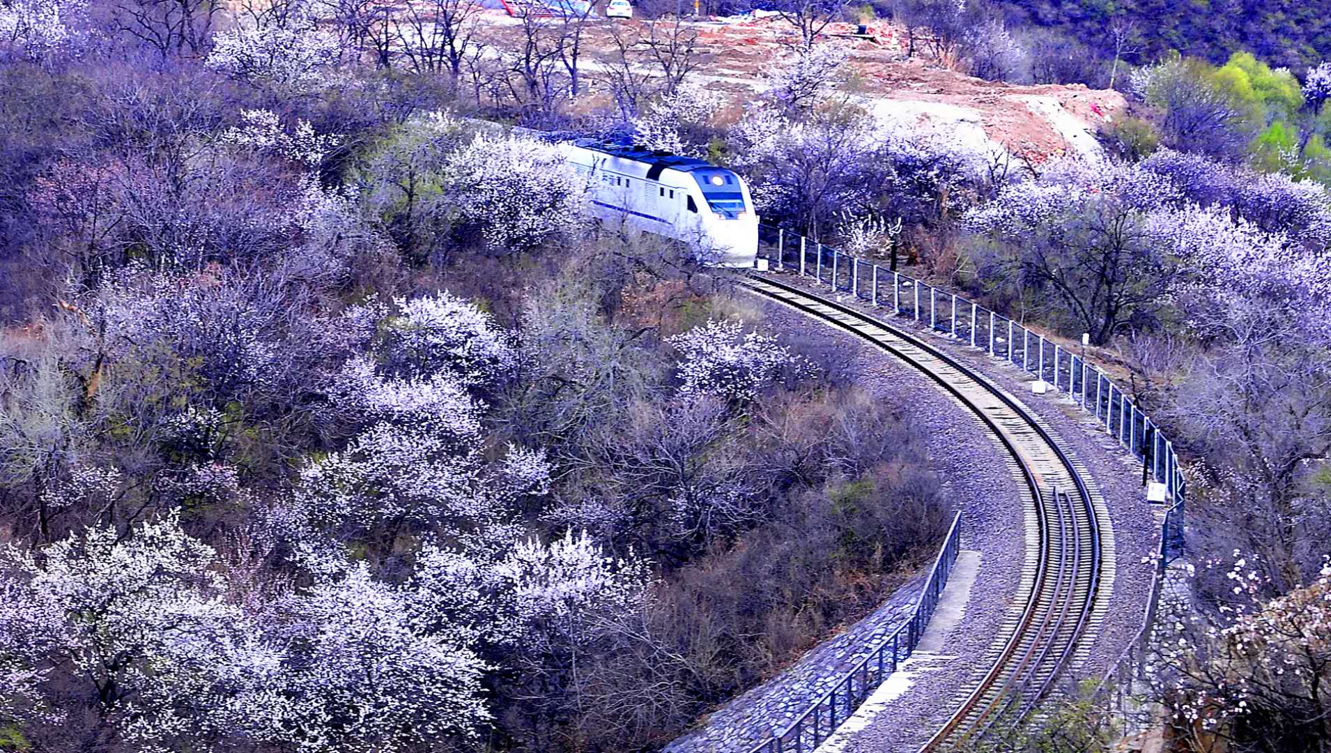 为了拍摄居庸关的"花海列车",摄影师不惜卧轨逼停火车