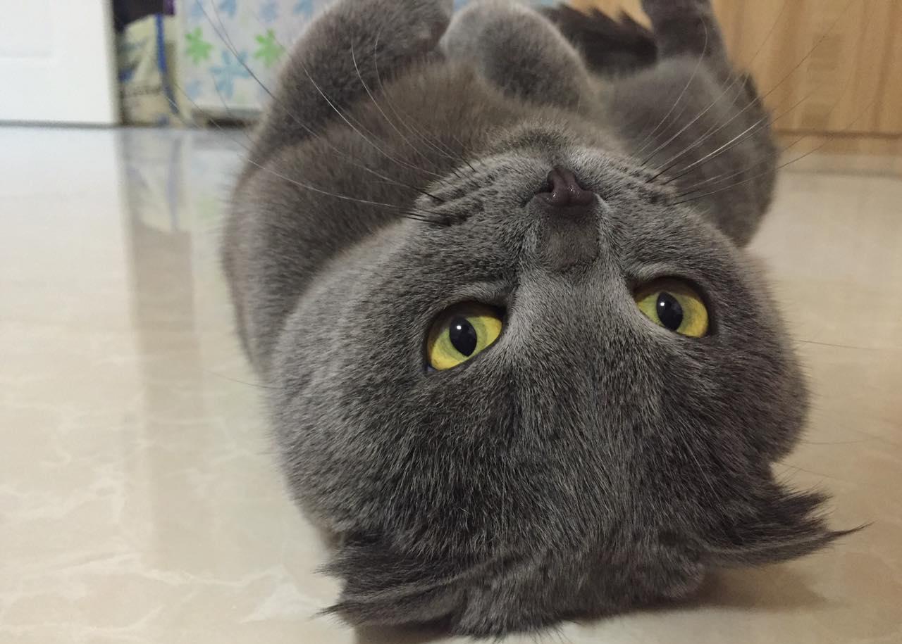 养一只折耳蓝猫是什么样的体验