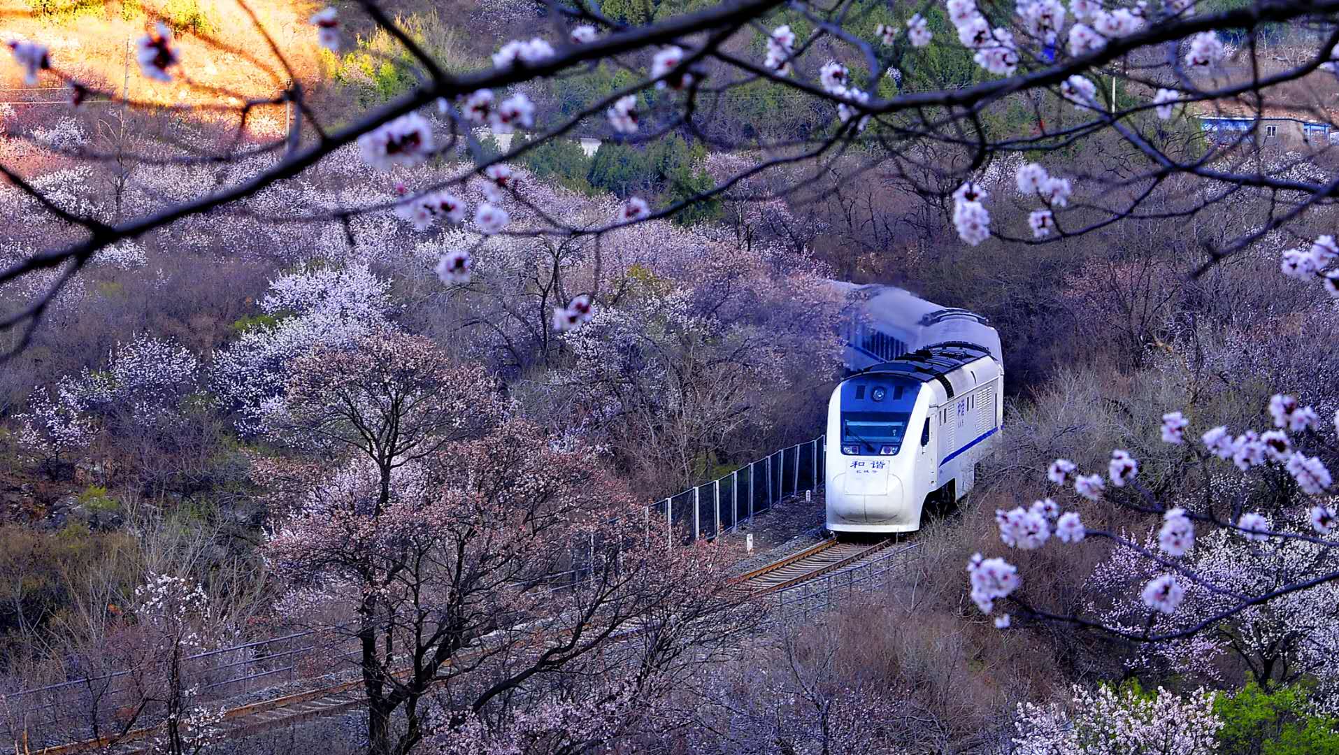 为了拍摄居庸关的"花海列车",摄影师不惜卧轨逼停火车
