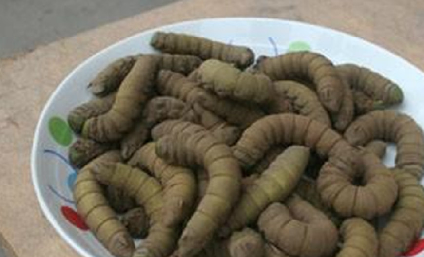 假如给你77777777万,必须选吃完这几种农村野味|野味|豆虫|蝎子_新浪