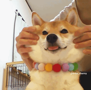 日本这只不到三岁的柴犬charmy萌化了老夫的少女心|柴犬|少女|可爱