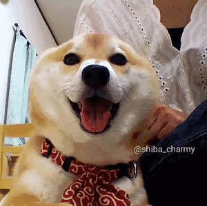 日本这只不到三岁的柴犬charmy萌化了老夫的少女心|柴犬|少女|可爱