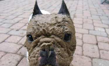 这就是为啥不该让狗狗玩泥巴狗狗很爽但主人会大崩溃