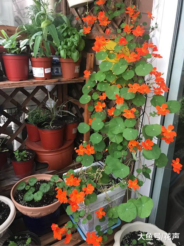 秋天盆栽养花选旱荷花冬春还你一片花海花开美丽花香四溢