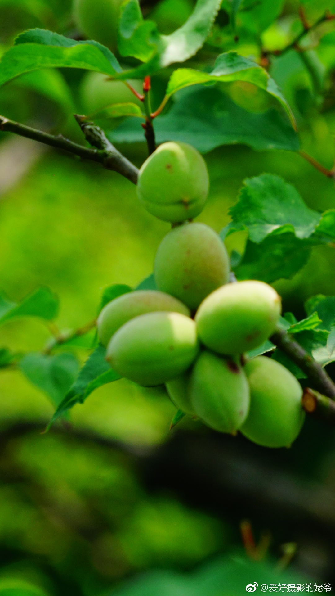 迎春满树红梅,如今硕果累累.(今年挂果特多,远高往年.