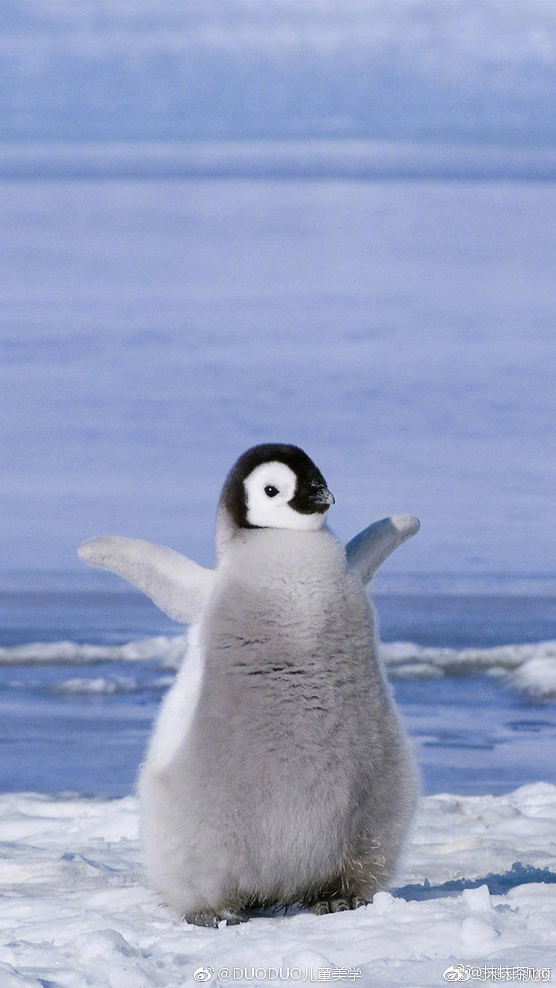 南跳岩企鹅宝宝图片