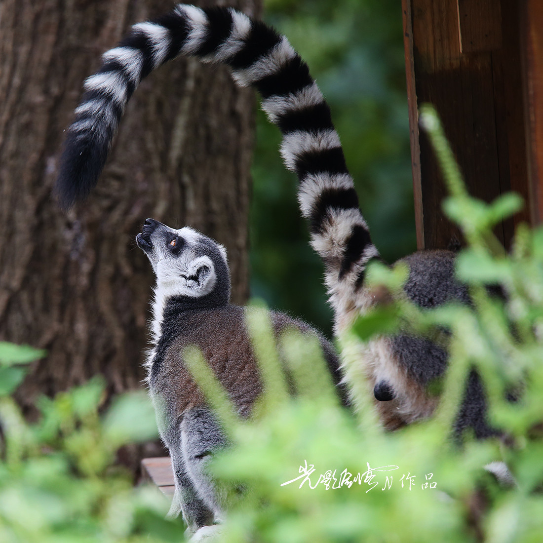 南京红山森林动物园动物肖像又快到国庆长假了