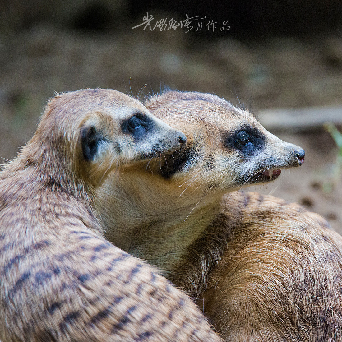 南京红山森林动物园动物肖像又快到国庆长假了