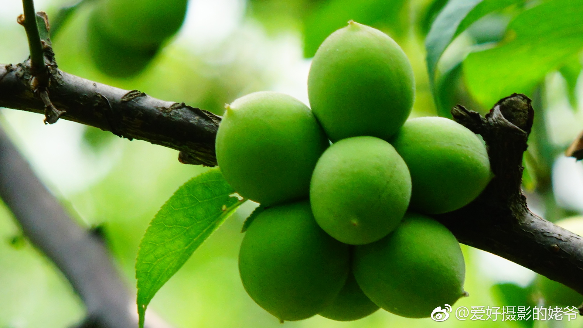 梅子迎春满树红梅如今硕果累累今年挂果特多远高往年