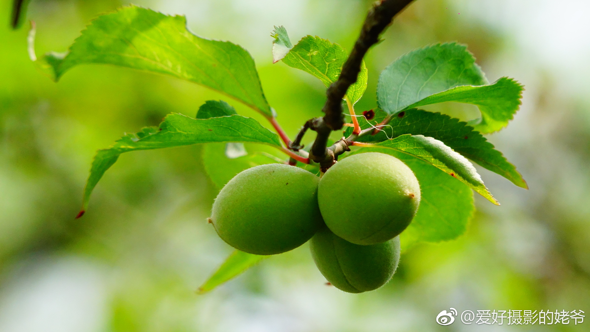 梅子.迎春满树红梅,如今硕果累累.(今年挂果特多,远高往年.