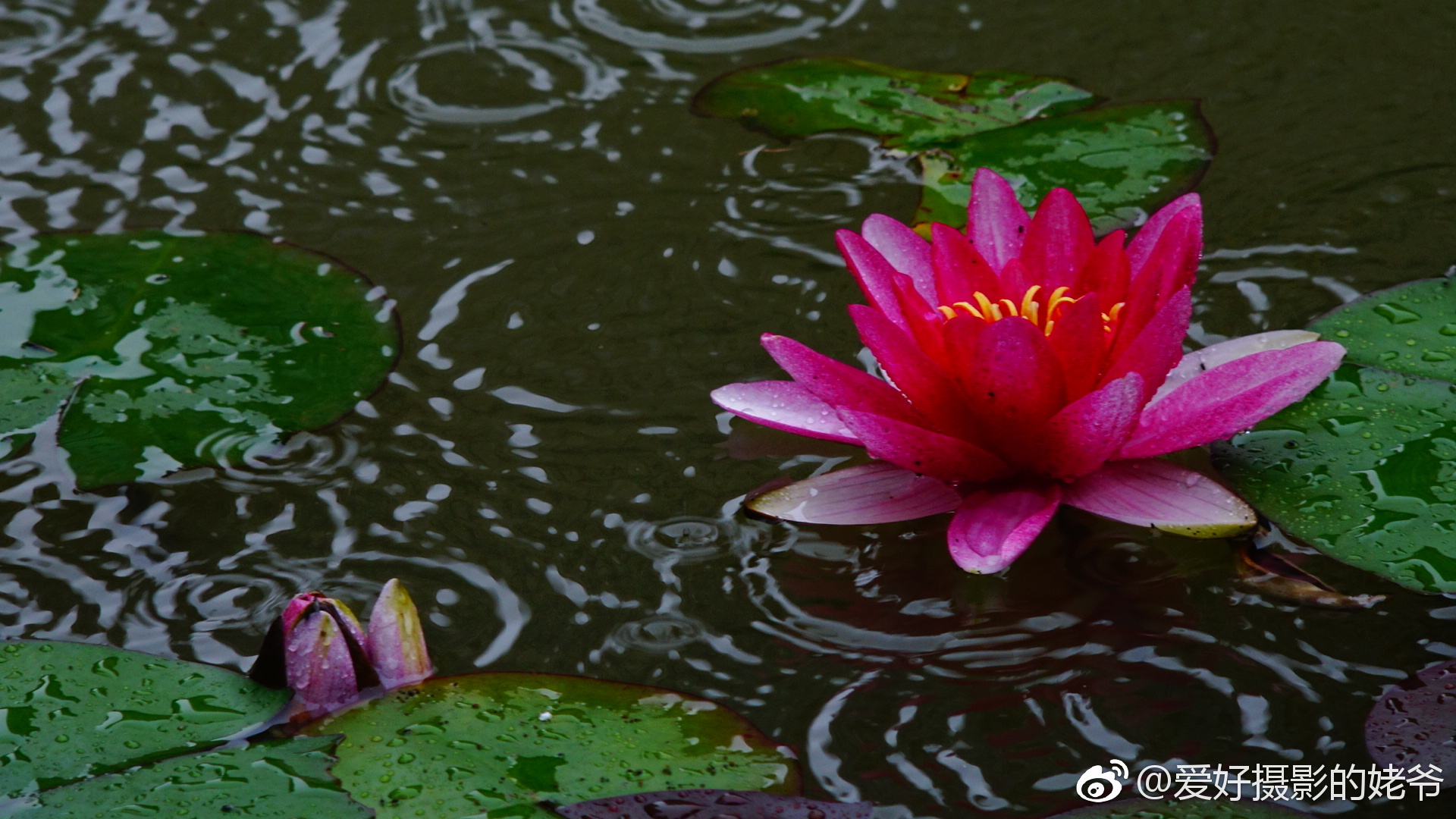 小区池塘,先于其它公园.
