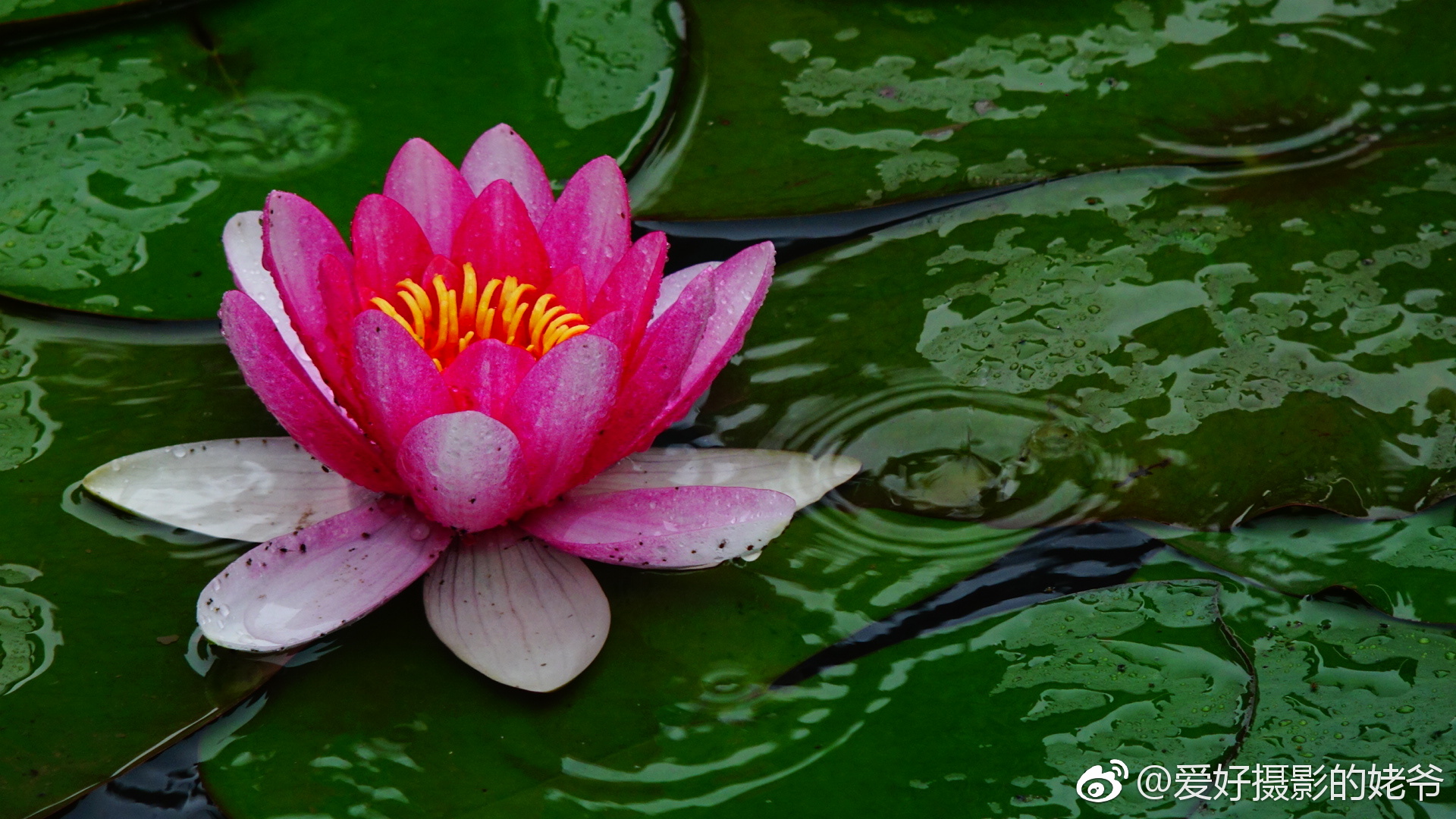 小区池塘,先于其它公园.