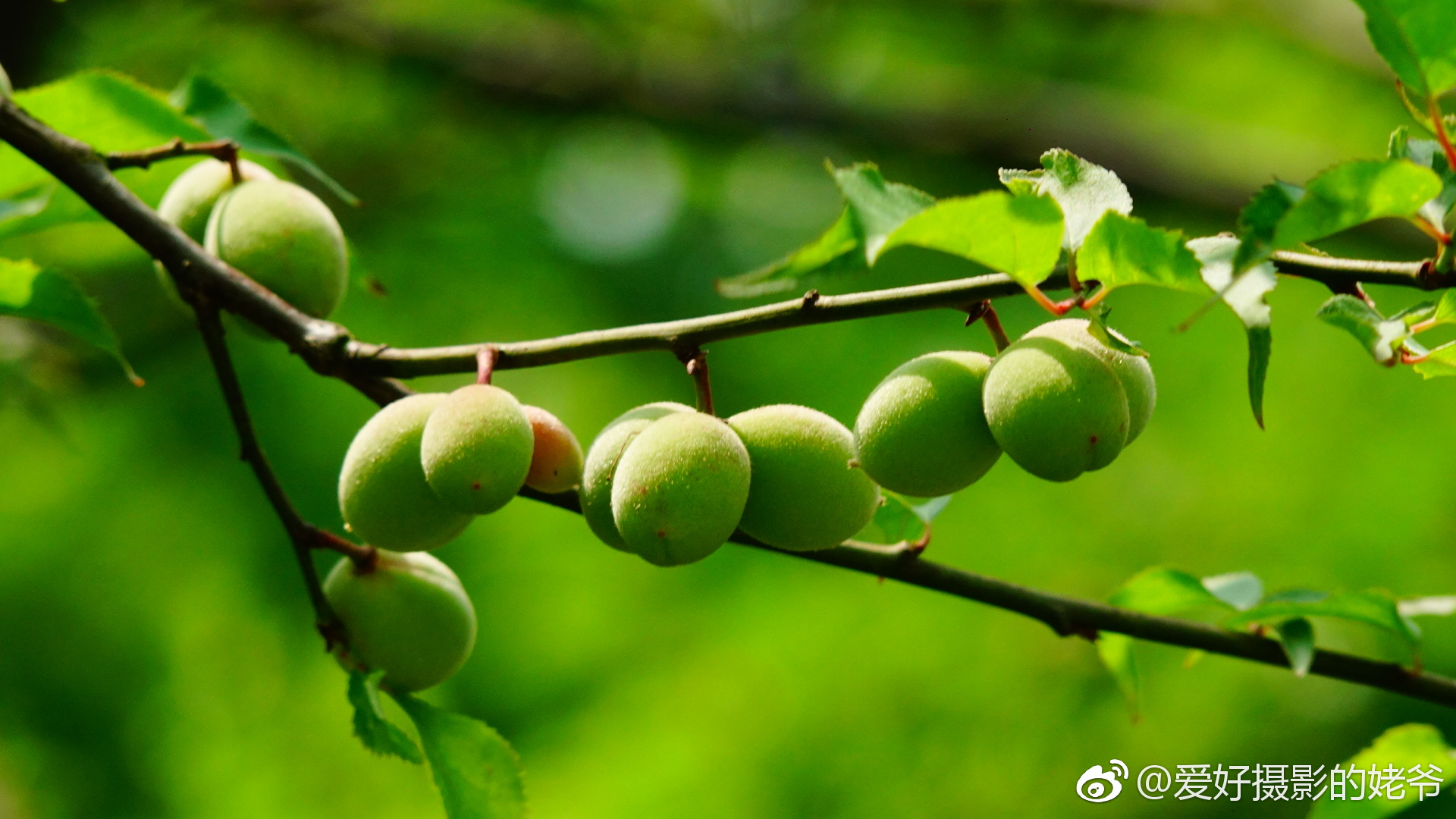 梅子.迎春满树红梅,如今硕果累累.(今年挂果特多,远高往年.